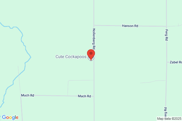 Cute Cockapoos