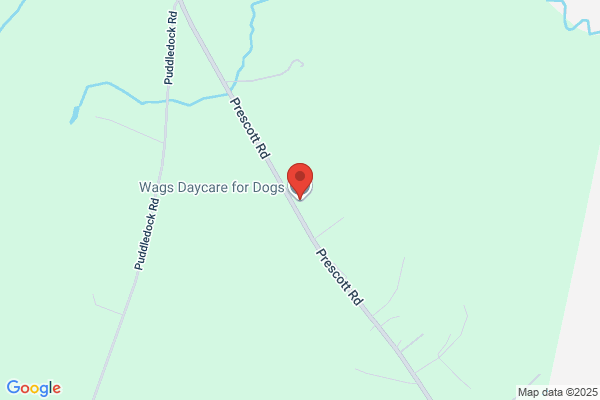 Wags Daycare For Dogs