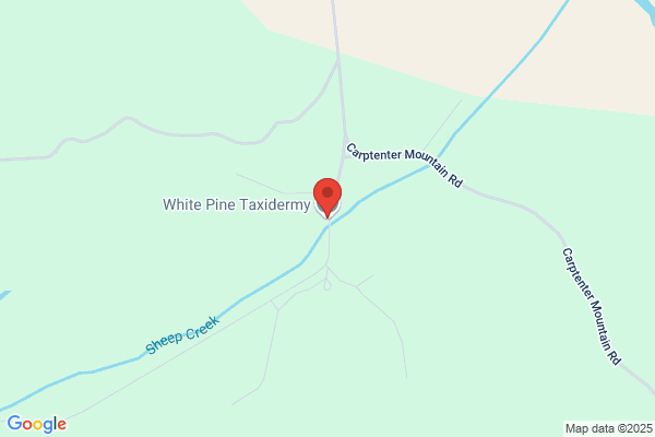 White Pine Taxidermy