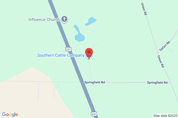 Southern Cattle