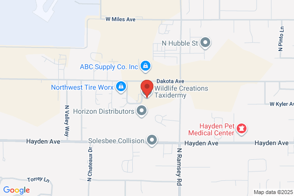 Wildlife Creations Taxidermy