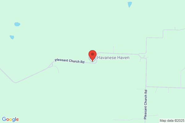 Havanese Haven