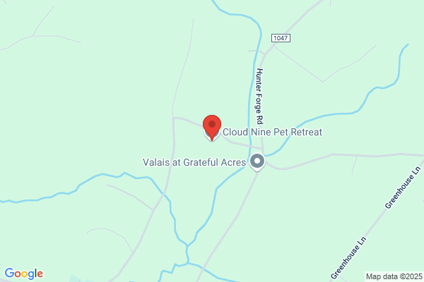 Dog Region