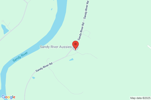 Sandy River Aussies
