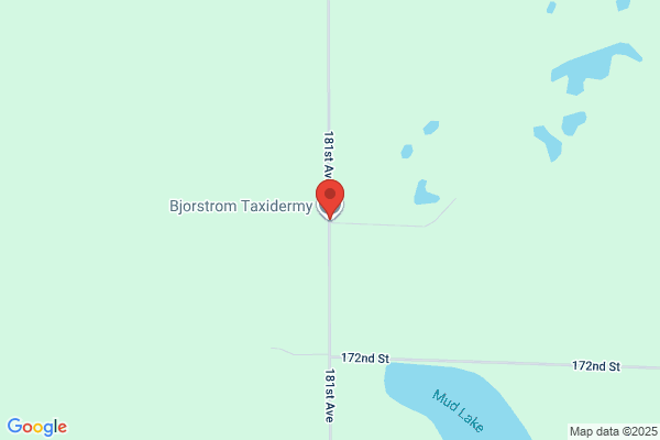 Ringstrom Taxidermy