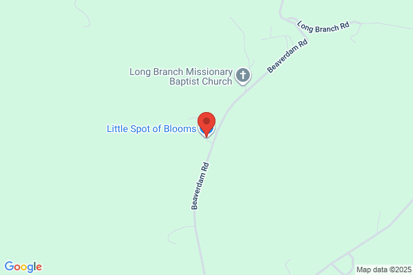 Little Bloom Studio