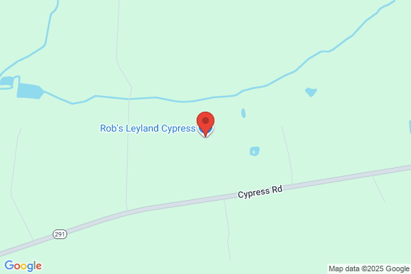 Rob's Leyland Cypress