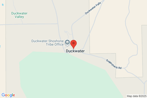 Duck On Water