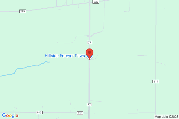 Hillside Forever Paws