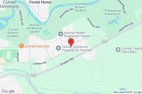 Cornell Lisa DVM