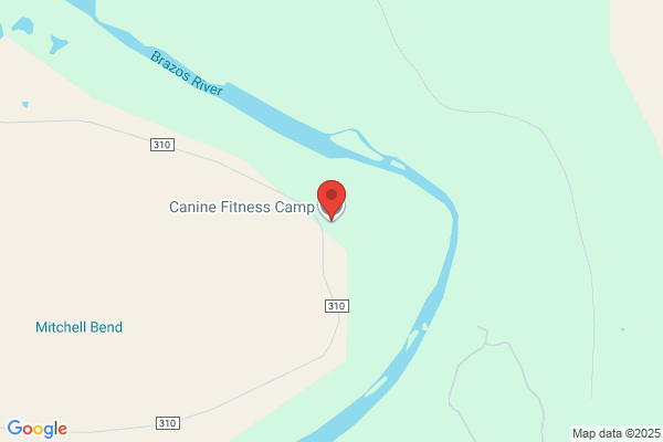 Canine Fitness Camp