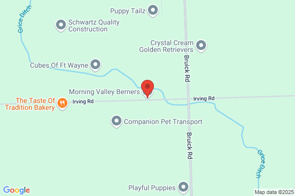 Morning Valley Berners