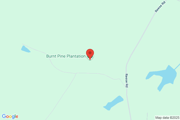 Burnt Pine Plantation