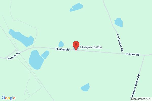 Morgan Cattle Co