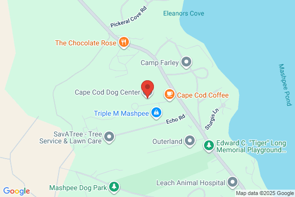Cape Cod Dog the