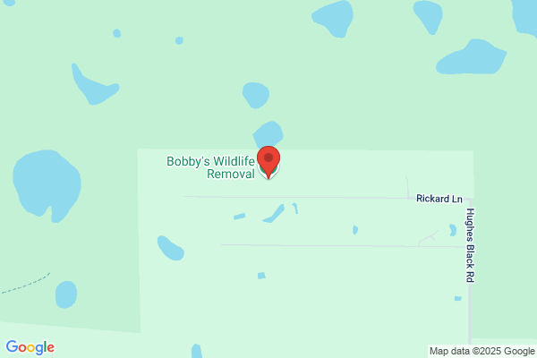 Bobby's Wildlife Removal