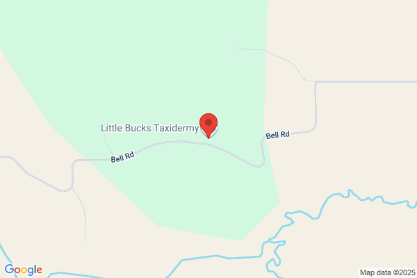 Kicking Buck Taxidermy