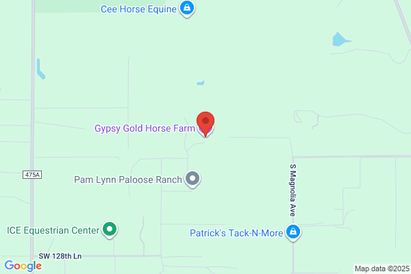 Gypsy Gold Gypsy Vanner Horses