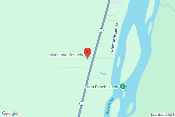 Maestoso Kennels