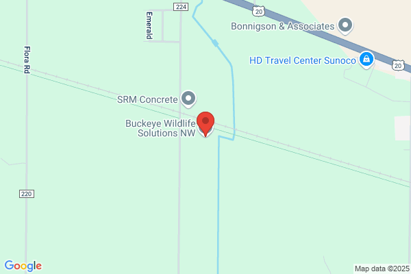 Buckeye Wildlife Control