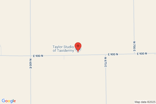 Taylor Studio of Taxidermy
