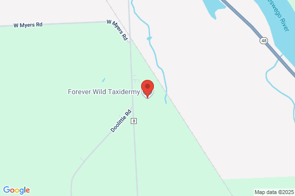 Forever Wild Taxidermy