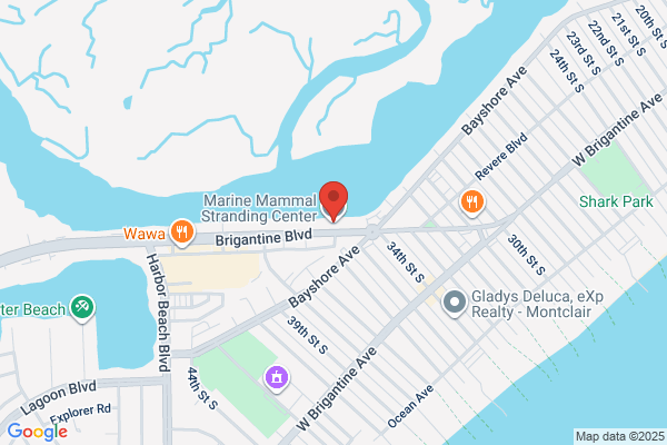 Marine Animal Lifeline