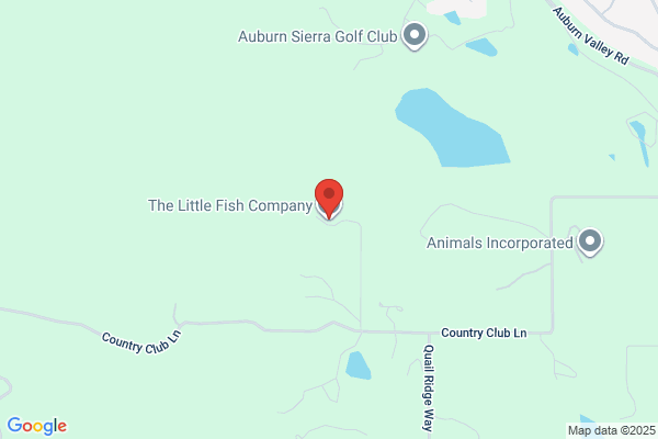 5 Little Fish Inc