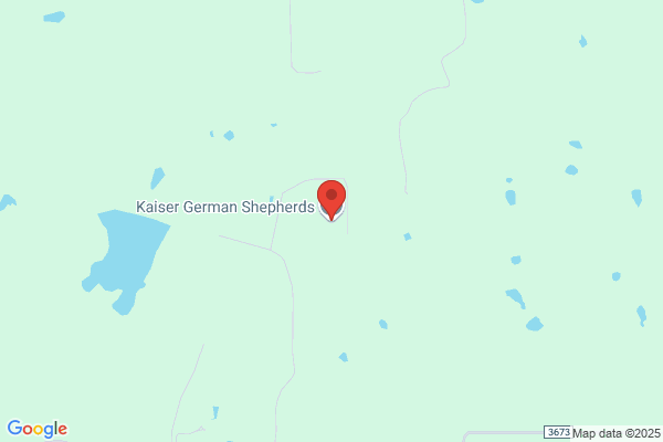Kaiser German Shepherds