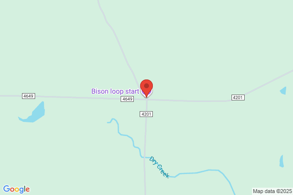 Bison Bison