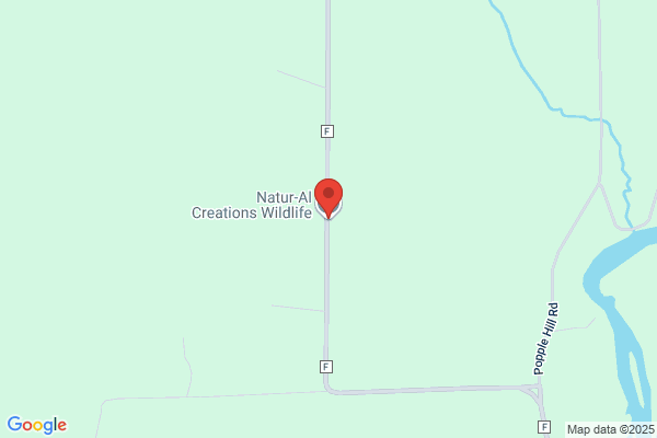 Natur-Al Creations Wildlife Studio