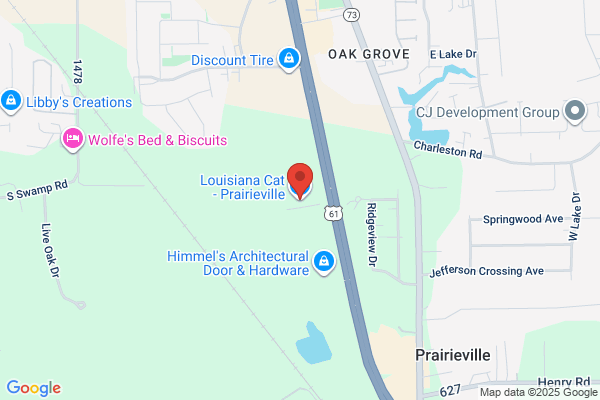Louisiana Cat - Prairieville