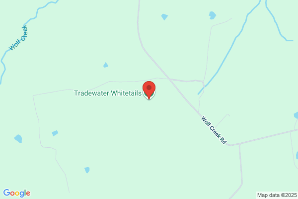 Tradewater Whitetails