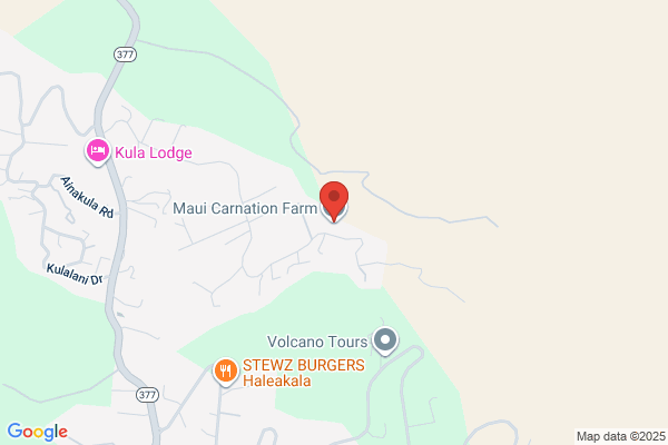Maui Carnation Farm