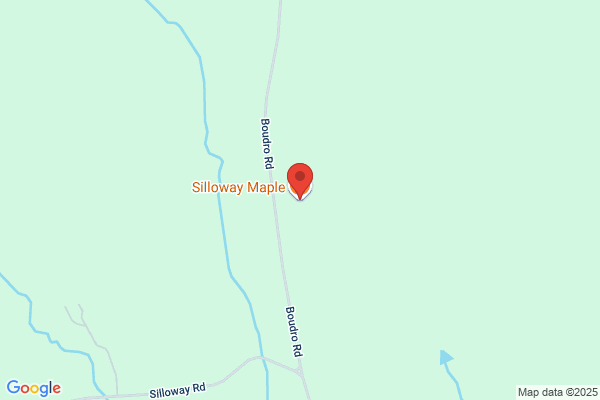 Silloway Maple