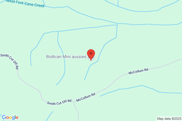 Bodican Mini Aussies
