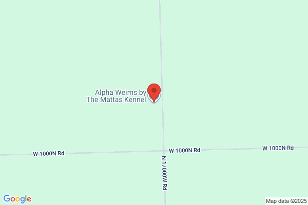 Alpha Weims by The Mattas Kennel