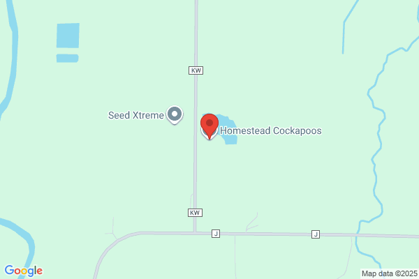 Homestead Cockapoo