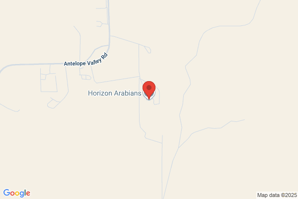 Horizon Arabians