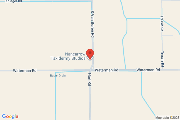 Nancarrow Taxidermy Studios