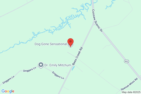 Dog Gone Sensational