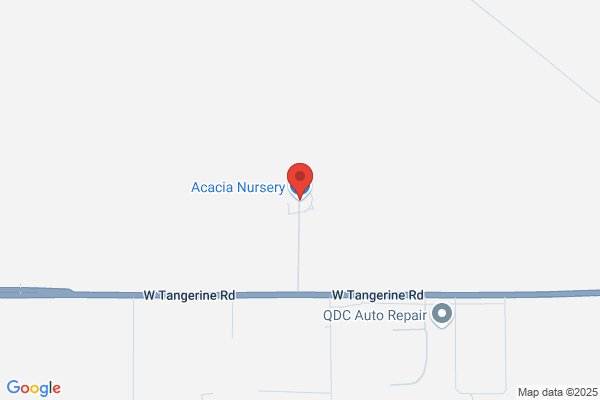 Acacia Nursery