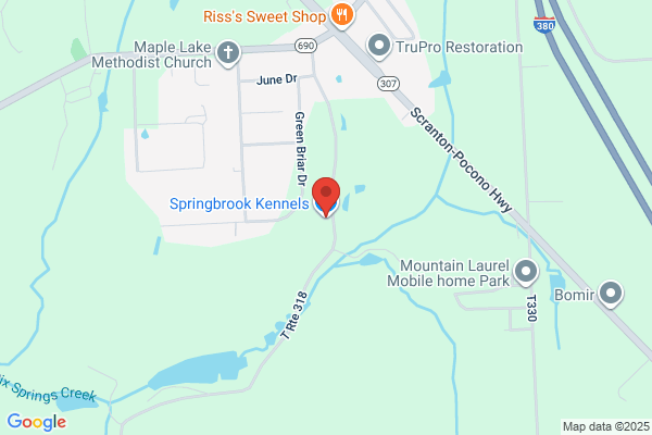 Springbrook Kennels