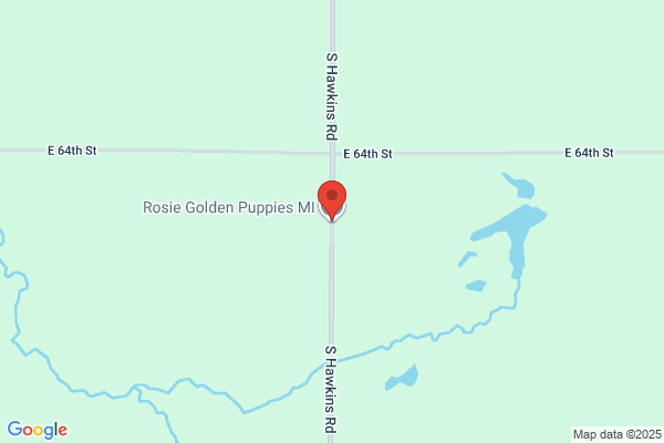 Rosie Golden Puppies