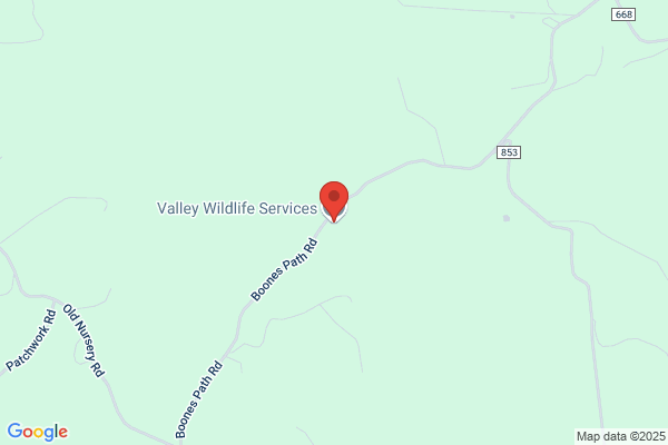 Valley Wildlife Services