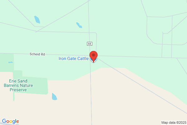 Iron Gate Cattle
