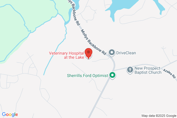Veterinary Specialties At the Lake
