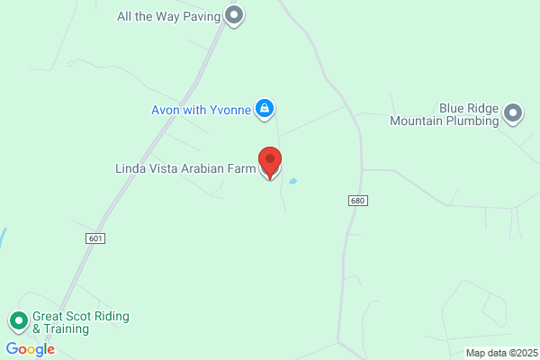 Livingston Manor Arabians