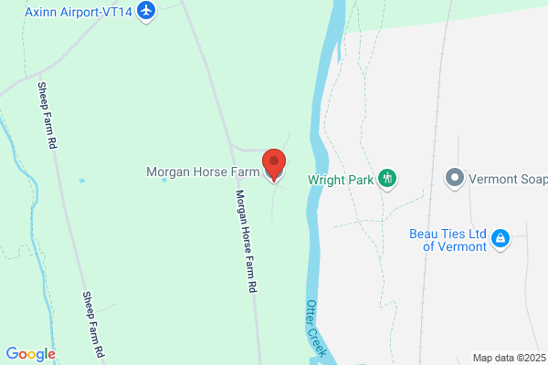 Giesick Morgan Horses