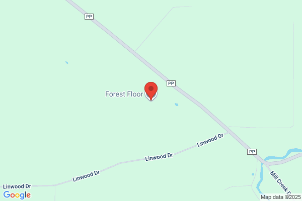 Forest Floor